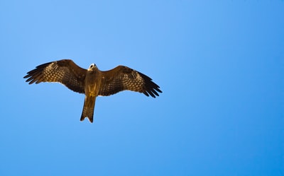 空中褐隼的低角度摄影